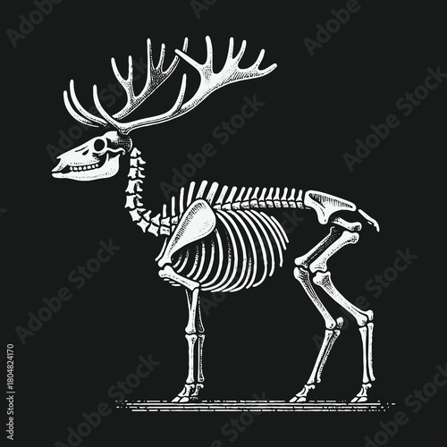 Detailed anatomical illustration of a deer skeleton with large antlers.