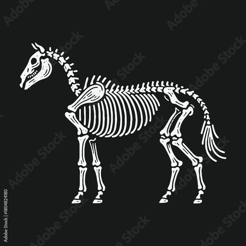 Vintage style anatomical drawing of a complete horse skeleton.