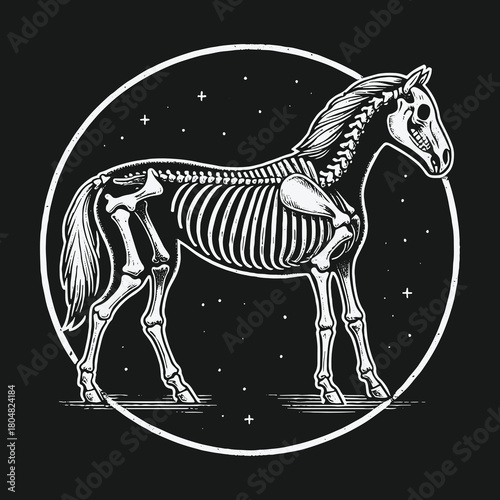 Monochrome illustration of a horse skeleton in a celestial circle.