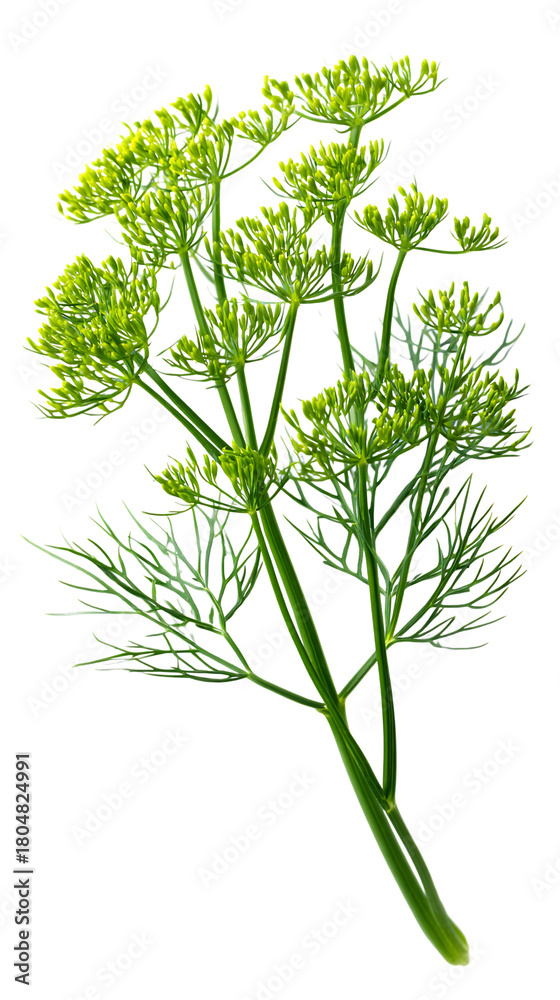 Fototapeta premium Fresh dill plant isolated on transparent background, showcasing its delicate foliage