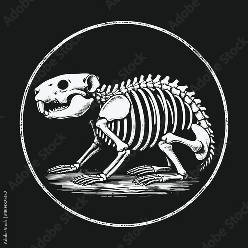Vintage style rodent skeleton anatomical illustration in a circle.