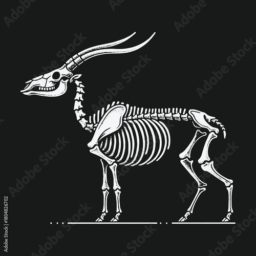Anatomical Illustration of a Gazelle Skeleton Side View.