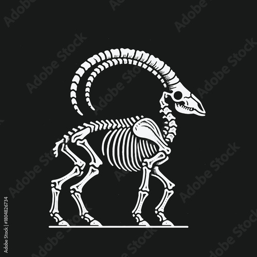 Detailed illustration of a wild mountain goat skeleton on a black background.