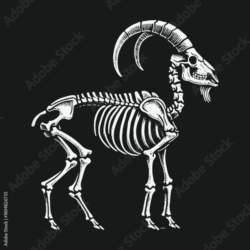 Monochrome illustration of a full goat skeleton with horns.