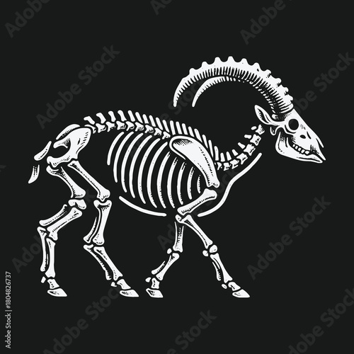 Anatomical illustration of a walking ram skeleton side view.