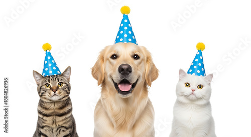Three adorable pets wearing blue polka dot party hats isolated on white background