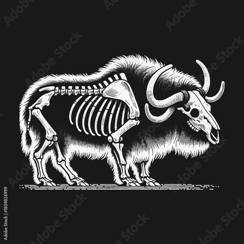 Black and white anatomical illustration of a muskox with its skeleton revealed.