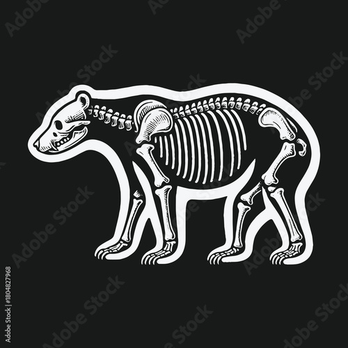 Anatomical illustration of a bear skeleton inside a silhouette on a black background.