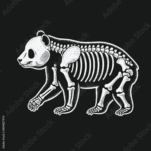Monochrome anatomical illustration of a walking panda bear skeleton.