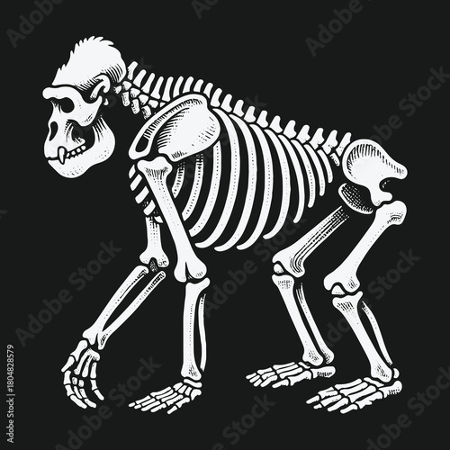 Detailed anatomical illustration of a gorilla skeleton.
