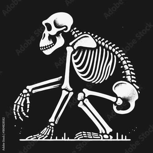 Monochrome anatomical illustration of a primate skeleton in profile.