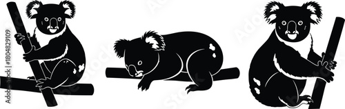 Set of cute black koala bear silhouettes, climbing and sleeping on tree branches, isolated vector illustration collection on white.