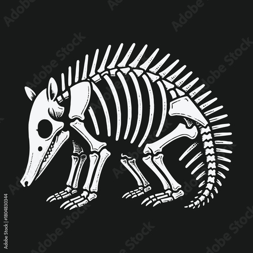 Monochrome armadillo skeleton anatomy vector illustration.