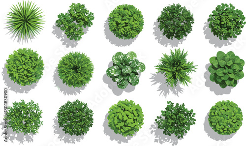 Top view plants, green foliage, radial leaves, dense shrubs, broadleaf plants, ornamental garden, landscape design, decorative greenery, natural texture, botanical illustration