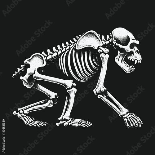 Detailed Gorilla Skeleton Anatomy Illustration on Black Background.