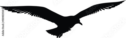 Black silhouette of flying seagull with spread wings, soaring bird isolated on white background