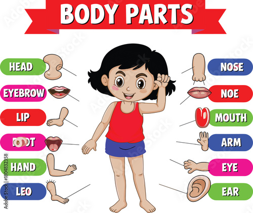 Educational diagram chart illustrating human body parts vocabulary for kids, cute little girl showing basic anatomy, teaching poster, language learning, biology science lesson illustration
