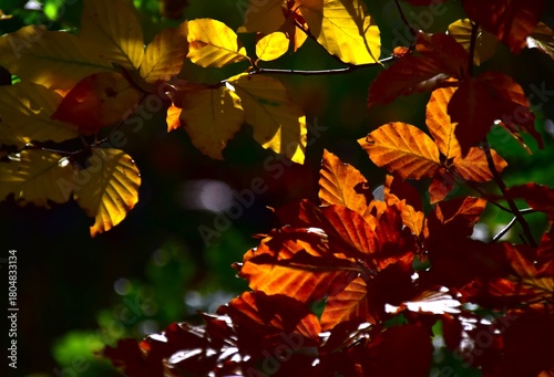 autumn leaves on a tree