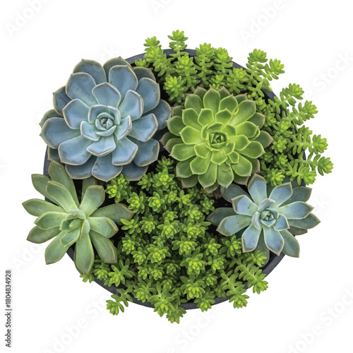 Overhead View of Succulent Arrangement