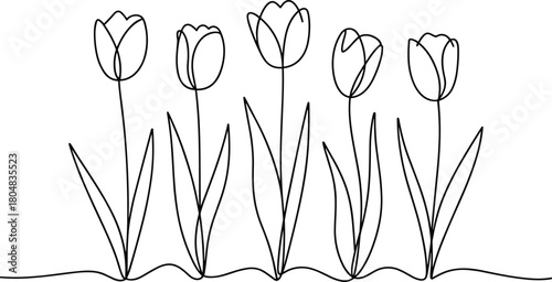 Pink tulip flower vector illustration for spring floral art design