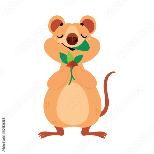 Cute Quokka Animal with Pretty Snout and Tail Eat Leaf Vector Illustration