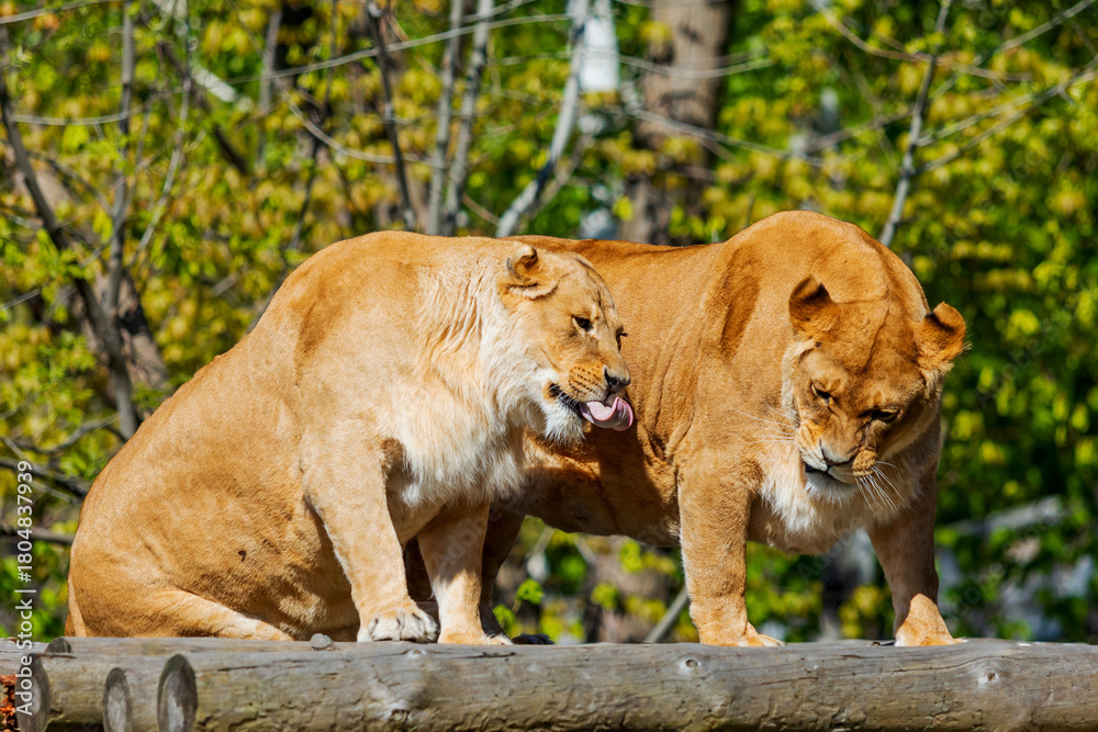 Fototapeta premium Lionesses Snarling on Wooden Perch