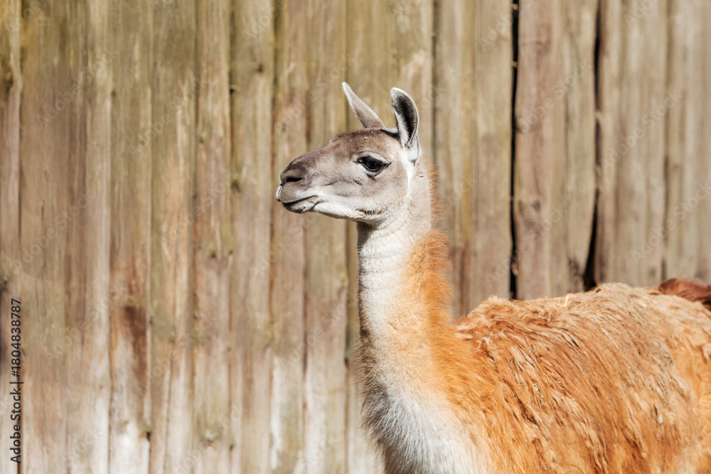 Obraz premium Llama Standing by Wooden Fence in Enclosure