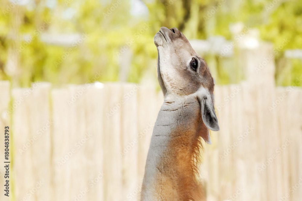 Obraz premium Llama Portrait Looking Alert in Zoo Enclosure