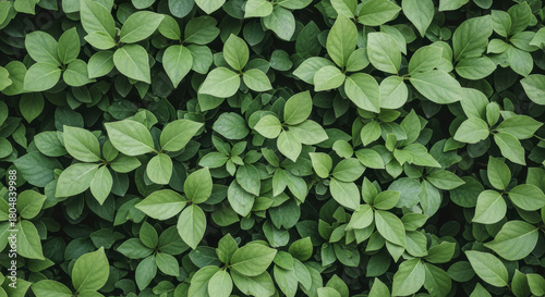 Lush green leafy foliage background with dense vibrant plant leaves creating natural texture and fresh botanical pattern