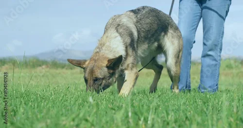 Fototapeta Sniffing collared shepherd dog nosing in green grass in meadow, leash leading to blue-jeans senior