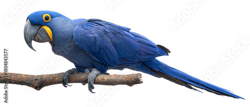 Vivid blue hyacinth macaw sits on branch. High-quality texture is perfect for animal posters, exotic pet care designs, or nature documentaries.