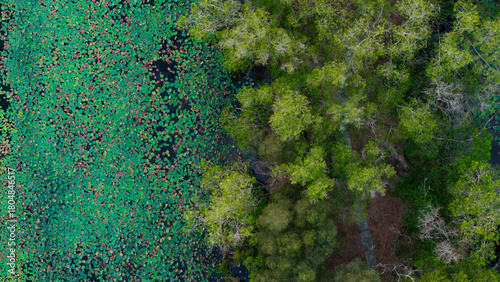 Top-down aerial photo of vibrant green and multicolored floating leaves scattered over dark, calm water, creating a striking natural abstract pattern