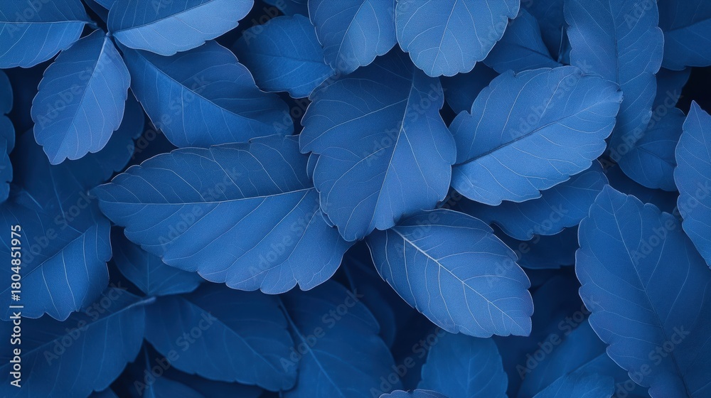 Fototapeta premium Close-up of Blue Leaves