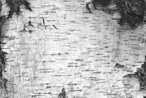 pattern of birch bark with black stripes
