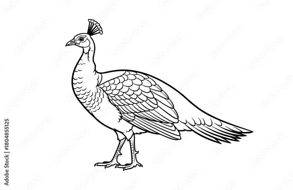 Fototapeta premium Elegant peacock stands gracefully isolated on