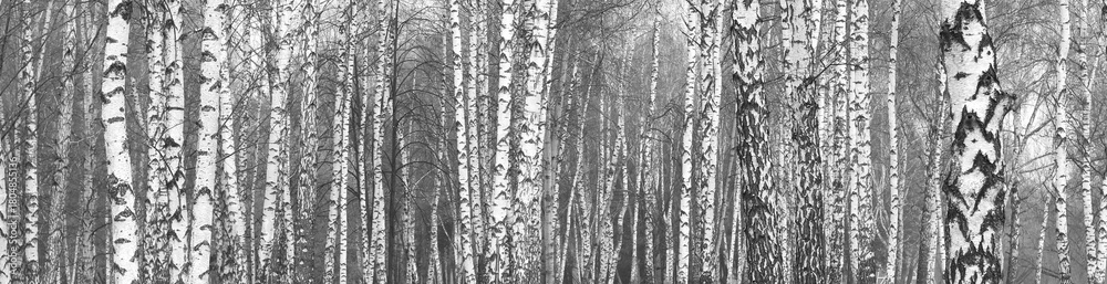 Fototapeta premium black-and-white photo with birches