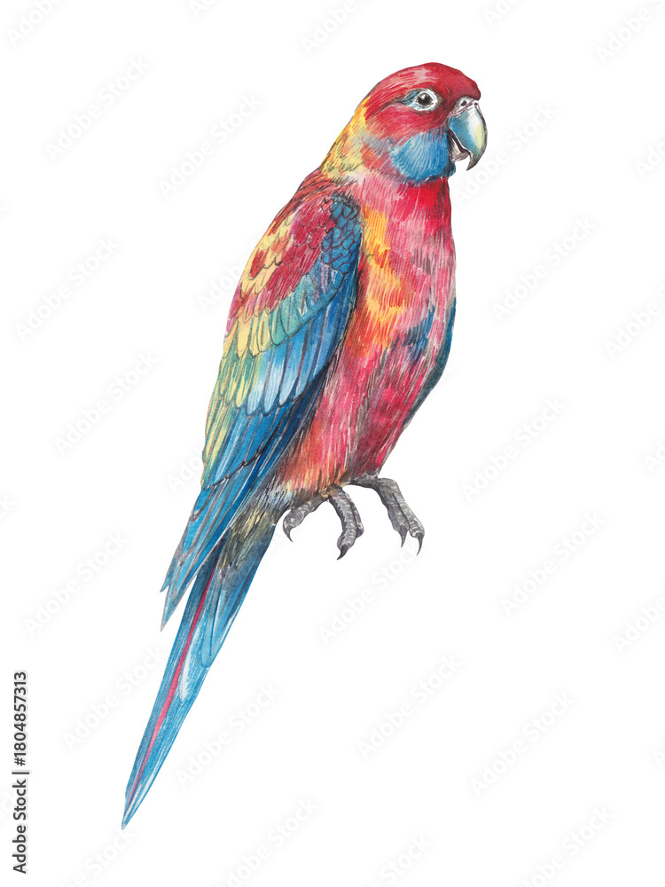 Fototapeta premium Watercolor illustration set of exotic tropical bird parrot rosella. Colorful, detailed, hand-painted artwork isolated for prints and design projects.