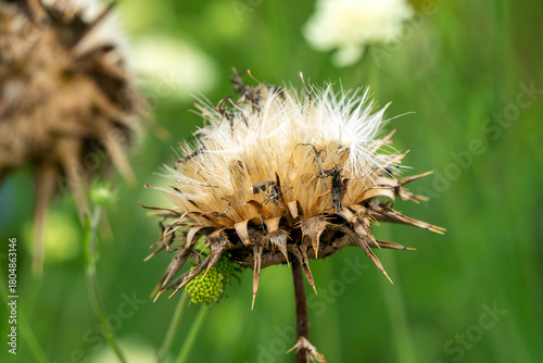 Fototapeta Cynara cardunculus dried seed head a summer autumn fall flowering plant with a p