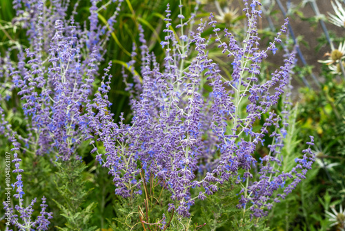 Perovskia 'Blue Spire' a late summer flowering plant with a blue purple summertime flower in July and August and commonly known as Russian Sage, gardening stock photo image