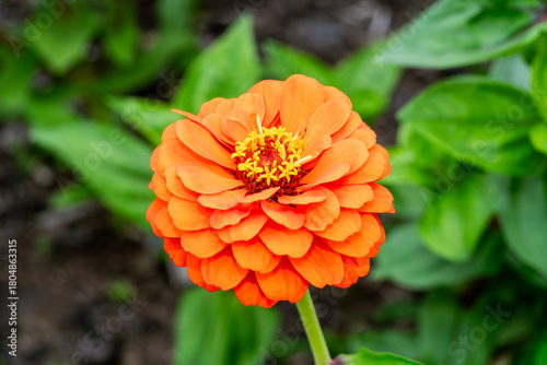 Zinnia 'Giant Dahlia Mixed' a summer flowering plant with an orange summertime flower, gardening stock photo image