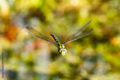 Dragonfly Southern hawker (Aeshna cyanea) in flight a common flying insect which can be found flying near water, ponds and lakes, dragonflies stock photo image