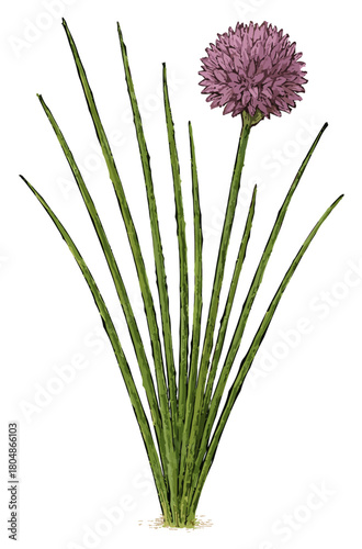 Allium schoenoprasum (kucai)