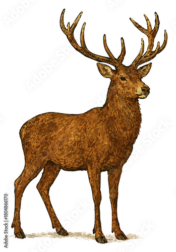 Cervus elaphus (Rusa Merah)