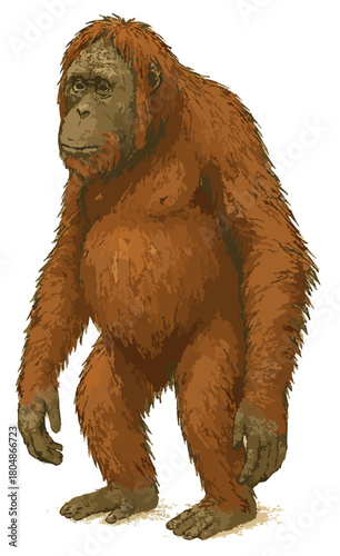 Pongo abelii (Orangutan Sumatera)