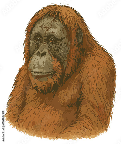 Pongo abelii 1 (Orangutan Sumatera)