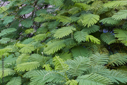 Flamboyant or Royal poinciana leaves (Delonix regia) background