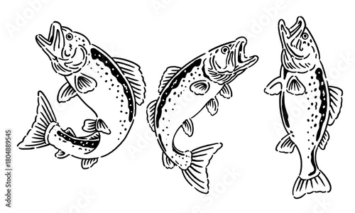 set of three trout fish in a black and white line art style. Hand drawn vintage illustration for a fishing t shirt print