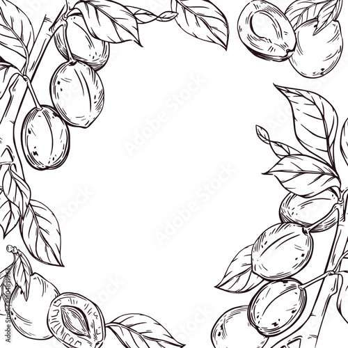 Vector frame of plums on a branch with leaves, halves of plums with seeds. All objects are hand-drawn in ink. The illustration is perfect for printing on the packaging of products for the kitchen.
