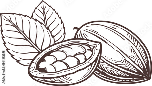 Cocoa Pods and Leaves Line Art Illustration cacao bean