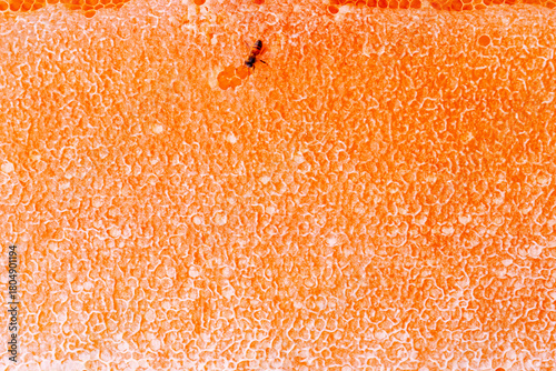 close up of honey, honey background, sweet honey, texture.